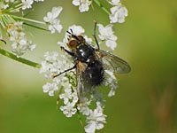 Echte Fliegen